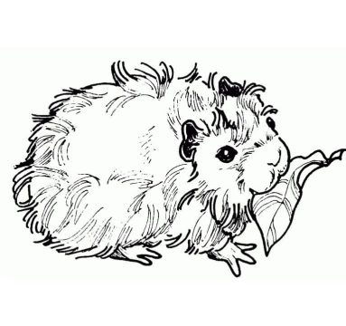 Desenho Imprimível A4 de Porquinho da índia grátis para Colorir